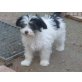 Butzi, Chinesischer Schopfhund Powderpuff-Schlag - Rüde