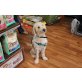 Byron, Labradoodle-Mischlings-Rüde - Rüde