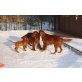 C-Namen, Irish Setter Welpen - Hündin