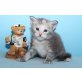 C-Wurf A Star Coon, Maine Coon - Katze