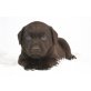 C-Wurf, Labrador Retriever Welpen - Rüde