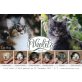 C Wurf , Maine Coon - Kater