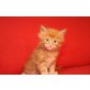C-Wurf of Midlothian, Maine Coon - Kater