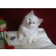 C-lie`s & D-Lie`s, Heilige Birma - Kater