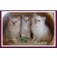 C-lie`s & D-lie`s, Heilige Birma - Kater