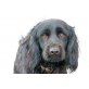 CACO, Setter-Mix - Rüde