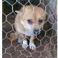 CAIN lebt in der Hölle von Rumänien........, Chihuahua Zwerg Spitz rumänischer Mix - Rüde