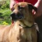 CAIUS, Mix, kastriert, ca. 3 Jahre - Rüde