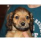CAJA, Spanielmischling,Pflegestelle NÖ Welpen - Hündin