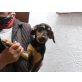 CAJETAN liebevoll und sanft, Pinscher - Mix Welpen - Rüde
