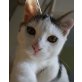 CAJOU 'herzensgut und liebevoll', Tierschutz - Kater