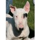 CALIMBA - Pflegestelle Österreich, Bullterrier - Hündin