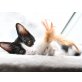 CALISTA & PAVAROTTI, EKH - Katze
