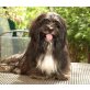 CALLY - Notfall sucht Chance, Lhasa Apso - Rüde