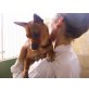 CALO, Pinscher Mix - Rüde