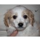 CAMI, CavalierKingCharlesmix,PflegestelleFischamend Welpen - Hündin