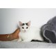 CAMILLO, Kater - Kater