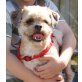 CAMILLO, ShihTzu-Mix - Rüde