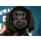 CAMINA, Spanielmischling,Pflegestelle Nö Welpen - Hündin