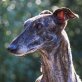 CAMPEON, Galgo, kastriert, ca. 3 Jahre - Rüde