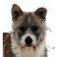 CAMPINA, Pflegestelle Niederösterreich, hübsche, souveräne Schnauzermix - Hündin