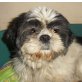 CANDY 4, Pflegestelle Niederösterreich, AKTIVE, liebe Oma - SHI-TZU-Mix - Hündin