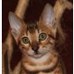 CANDY OF WHITE CREEK, Bengalkatze - Katze