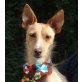CANELA - Ubeda, Terrier-Mischling, kastriert Welpen - Hündin