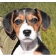 CANELA - Ubeda - unkastriert, Jack-Russell-Terrier-/Beagle-Mischling Welpen - Hündin