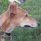 CANELI, Galga - Hündin