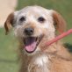 CANELO - Linares, Terrier-Mischling - kastriert - Rüde