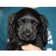 CANICE, Spanielmischling, Pflegestelle Nö Welpen - Hündin