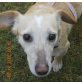 CAPKA - Pflegestelle Niederösterreich, hübsche, anhängliche PINSCHER-Mix - Hündin
