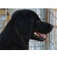 CAPONE, Hovawart-Mischlg.sucht rasseerfahrene Mensche - Rüde