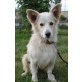 CAPONE, Spitz/Sheltie Mischling - Rüde