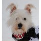 CAPRI, Pflegestelle Wien, süße kleine Maus - West Highland Terrier - Hündin
