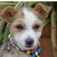 CAPRI - unkastriert, Jack-Russell-Mischling Welpen - Rüde