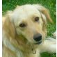 CARA 2, Retriever - Hündin