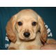 CAREN, Spanielmischling, Pflegestelle Nö Welpen - Hündin