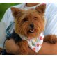 CARL - Ubeda, Yorkshire-Terrier, kastriert - Rüde