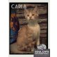 CARLA, kleines Katzenmädchen sucht ihre Familie - Katze