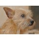 CARLCHEN, sucht ein Kuschelkörbchen / Mischling - Rüde