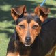 CARLITO - Linares, Pinscher-Mischling - kastriert - Rüde