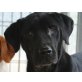 CARLITO, tut keiner Fliege was zu leide/Labrador-Misch - Rüde