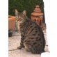 CARLO EINZELHALTUNG, Tierschutz - Kater