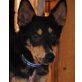 CARLOS 2 Jeky, Pflegestelle Steiermark, ER HAT ÜBERLEBT!!! Verschmuster Schäfer-Mix - Rüde
