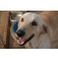 CARLOS, Hunde weinen nicht - Traumlabrador - Rüde