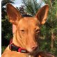 CARLOTA - Ubeda, Podenco-Andaluz - kastriert - Hündin