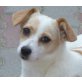 CARLOTTA, JackRusselTerriermix,Pflegestelle Nähe Wien Welpen - Hündin
