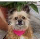 CARMELA - NOTFALL, Yorkshire Terrier Mischling, kastriert - Hündin